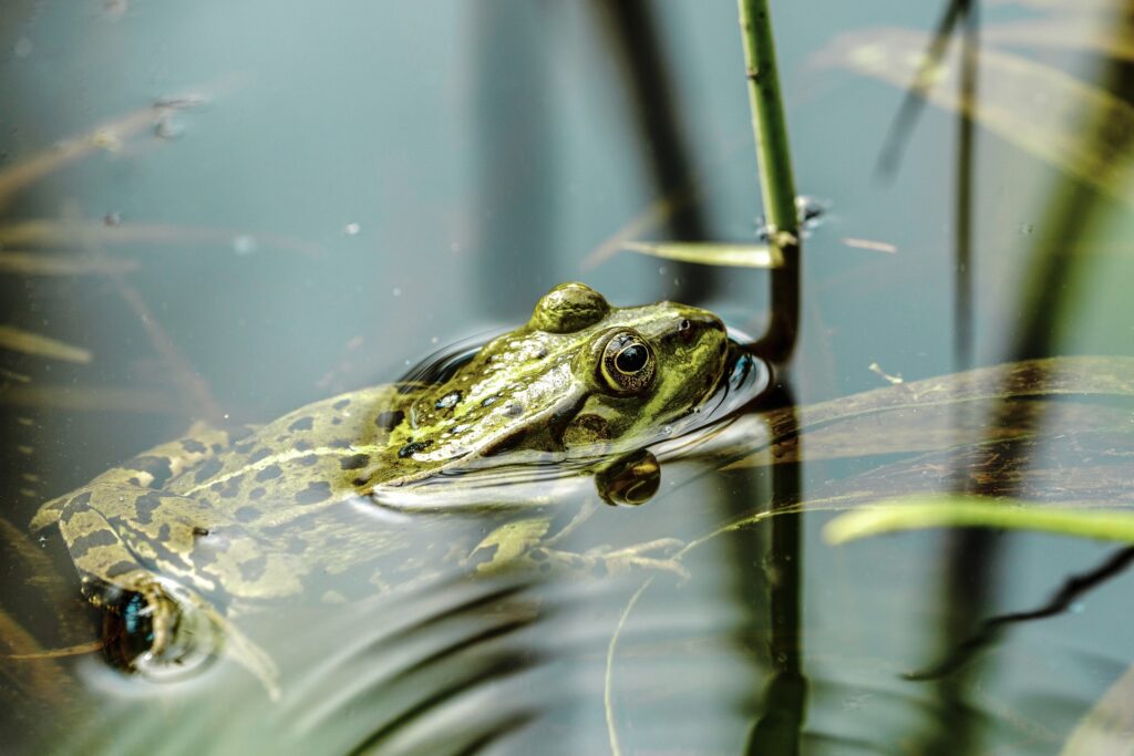 How To Get A Small Pond To Hold Water Without A Liner