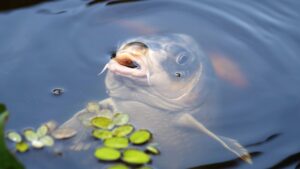 Koi Fish Care In Your Pond