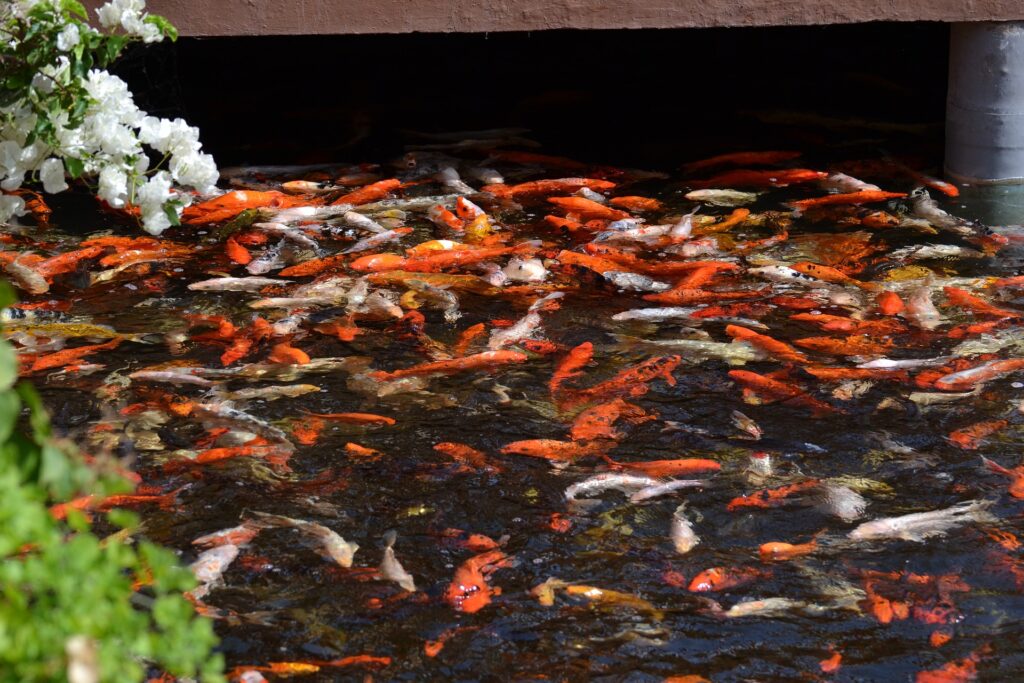 How To Get A Small Pond To Hold Water Without A Liner