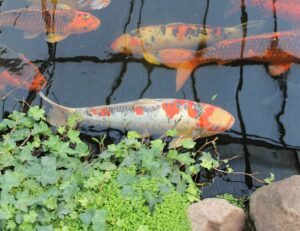 Koi Fish Care In Your Pond