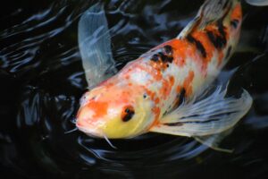 Fish Pond Maintenance Tips