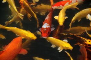 Koi Fish Care In Your Pond