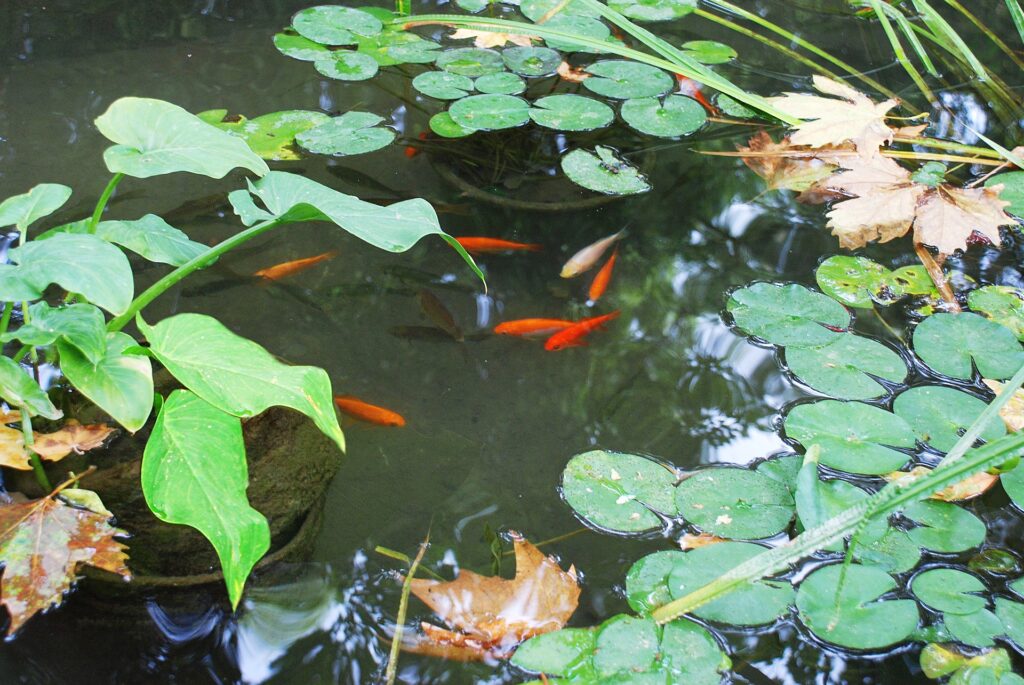 What Is The Most Important Part Of A Fish Pond