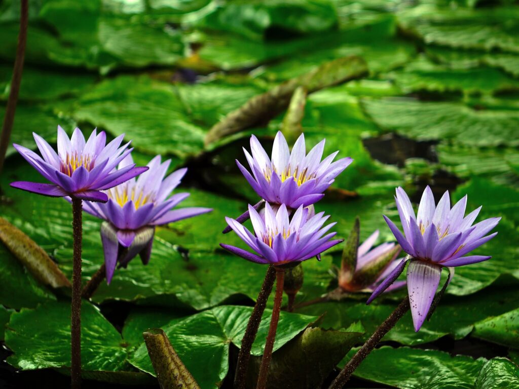 How To Get A Small Pond To Hold Water Without A Liner