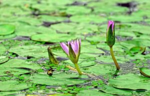 Is It Hard To Maintain A Fish Pond