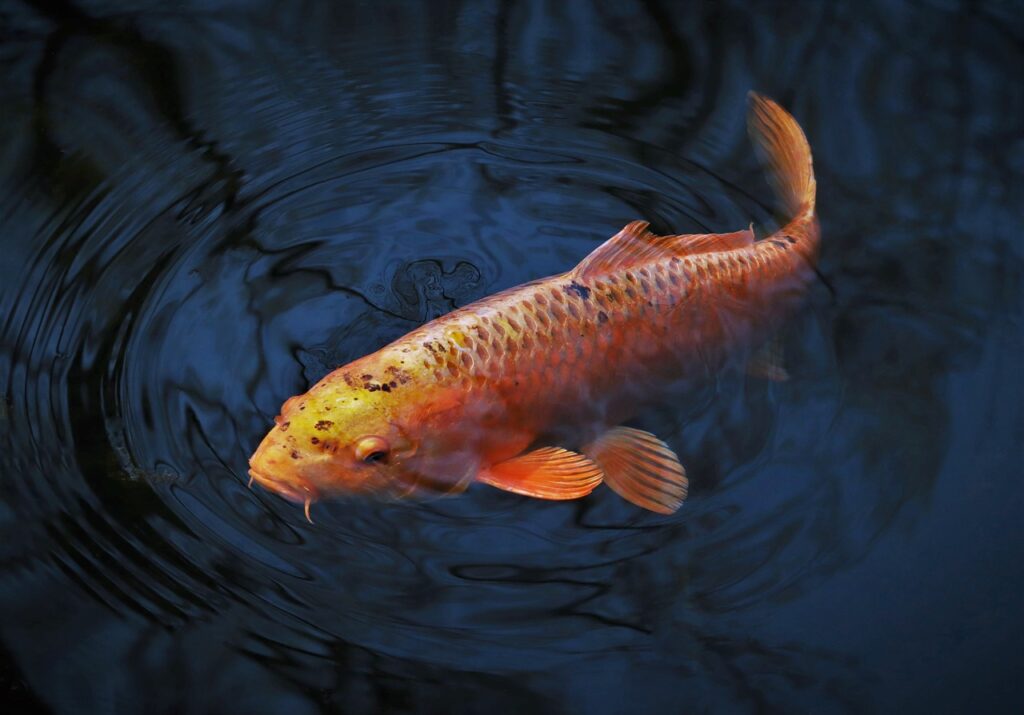 Types Of Goldfish For Ponds