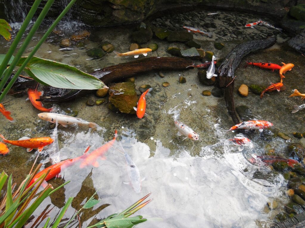 How Many Fish You Need To Start A Pond