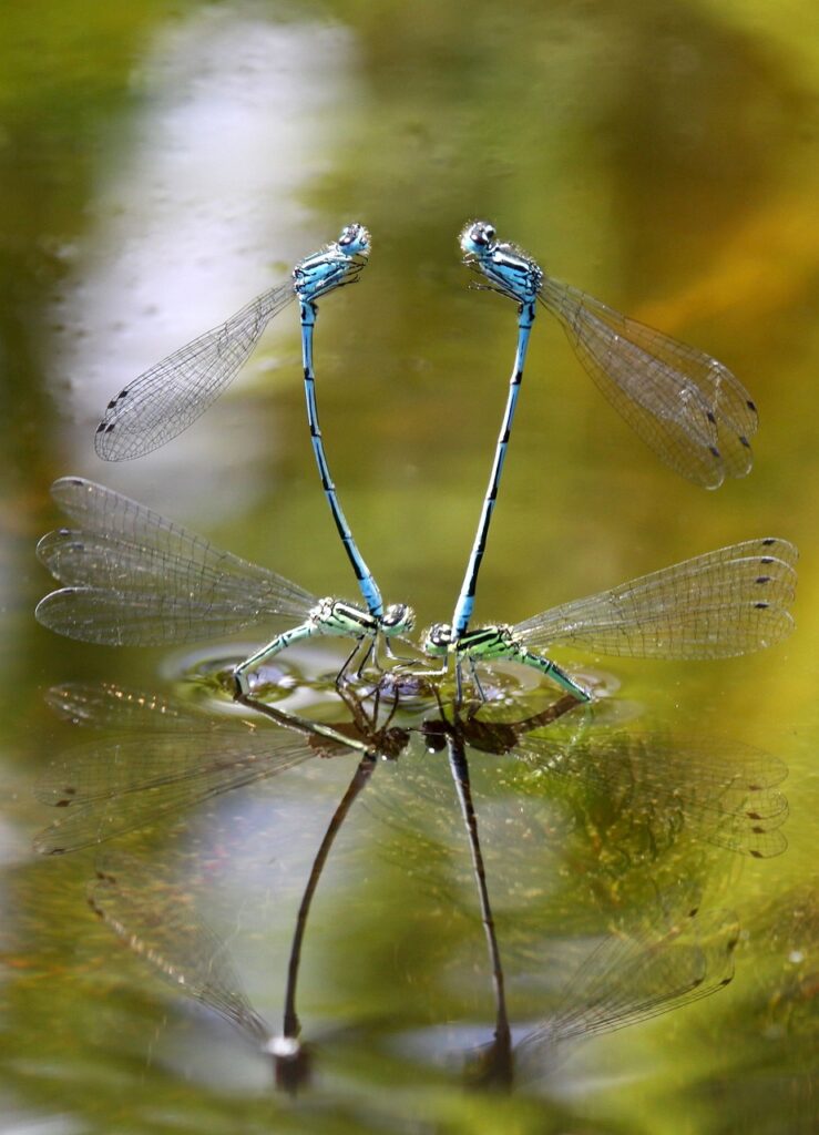 Effective Treatments For Fin Rot in Pond Fish