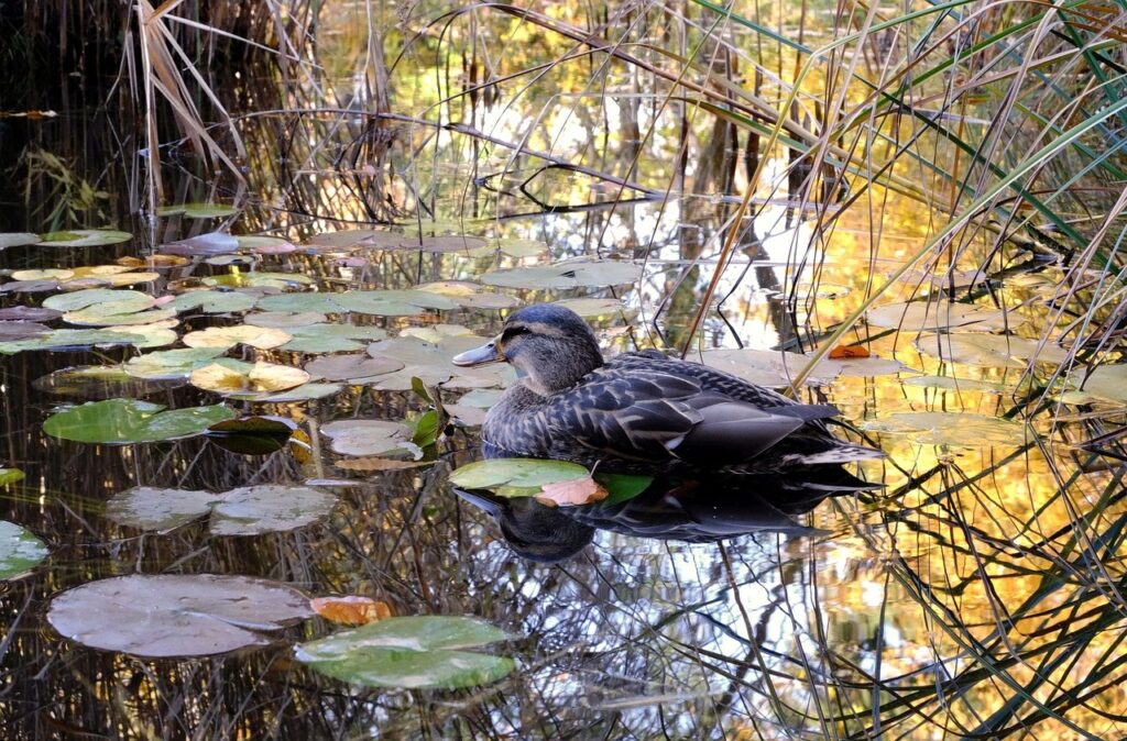 How To Keep Fish Pond Water Crystal Clear