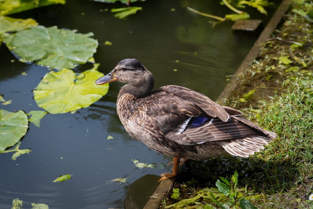 How Long Does It Take For A Pond To Establish