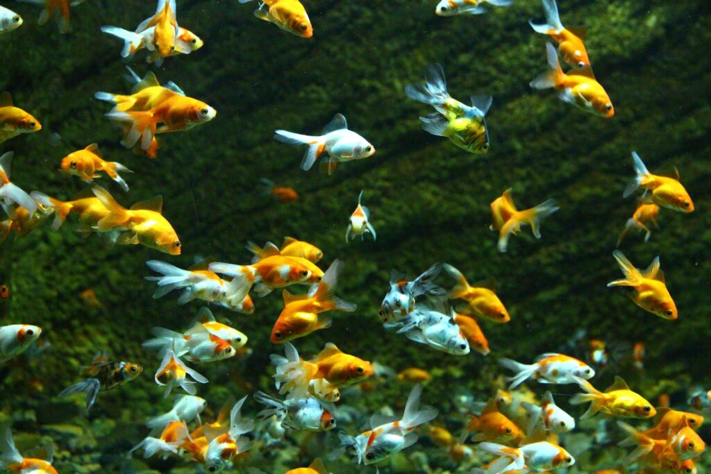 10 Most Low Maintenance Pond Fish To Keep