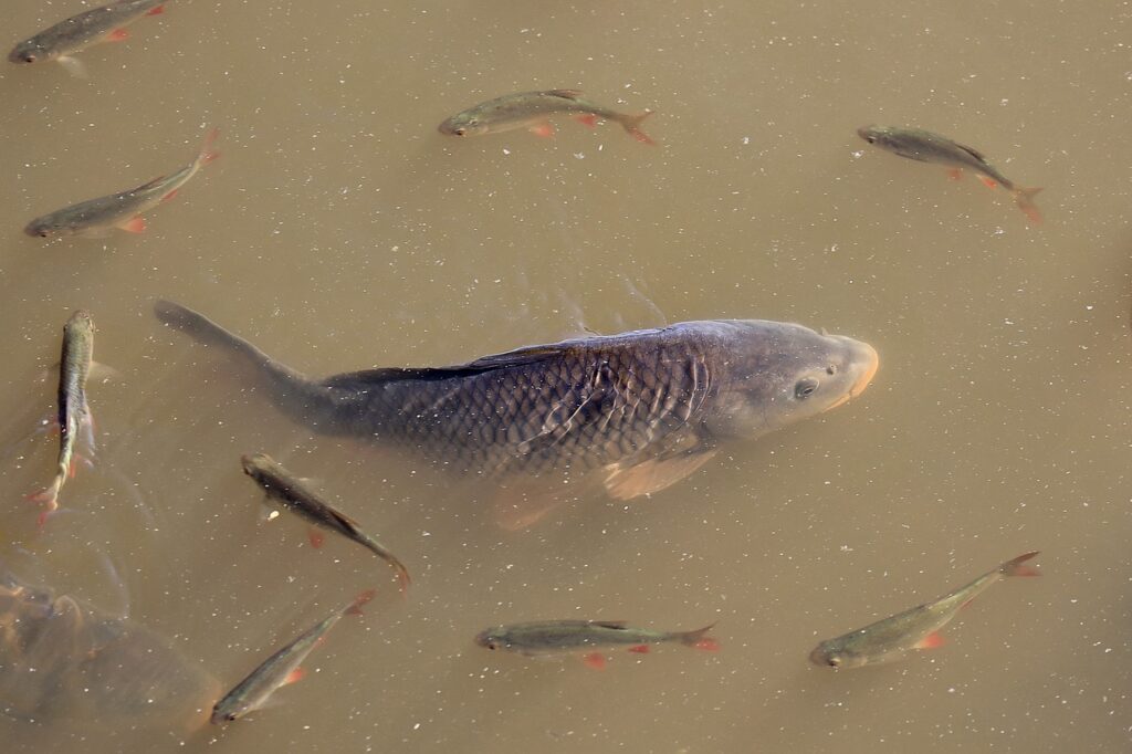 Effective Treatments For Fin Rot in Pond Fish