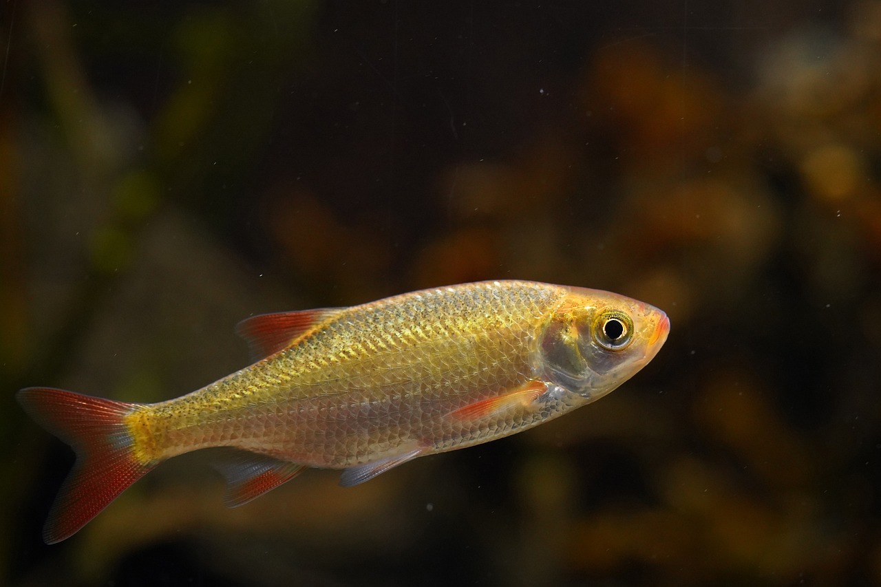 How To Know When A Pond Is Ready For Fish - Fishpond Store