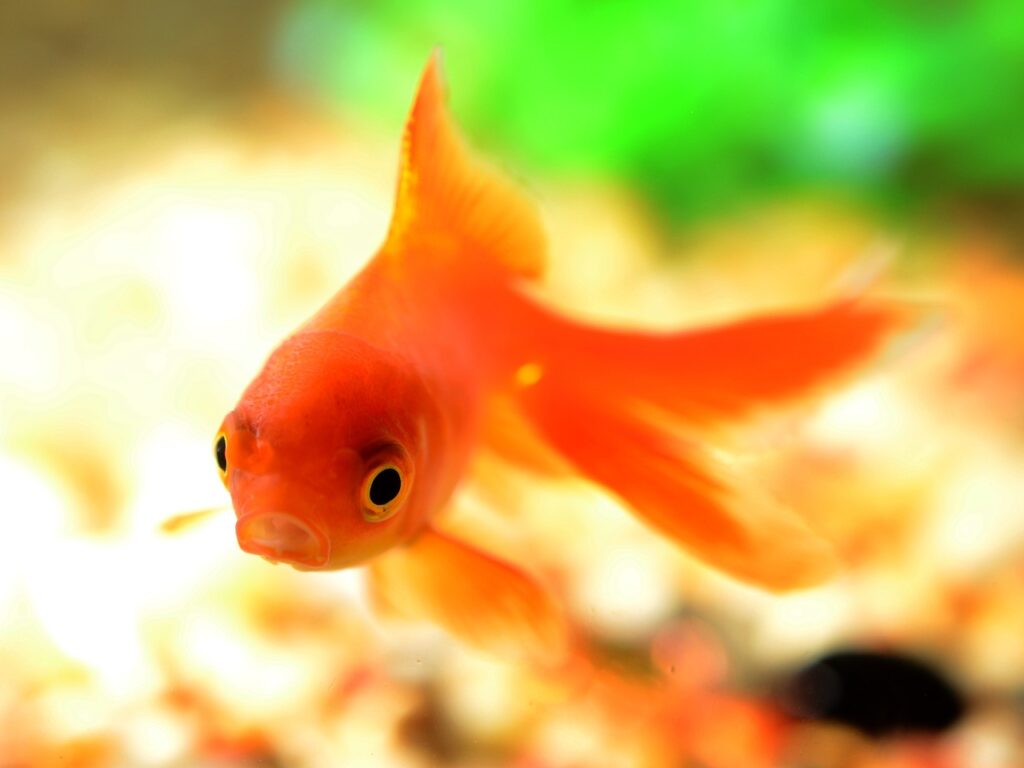 Can Goldfish Survive In A Pond Without A Pump