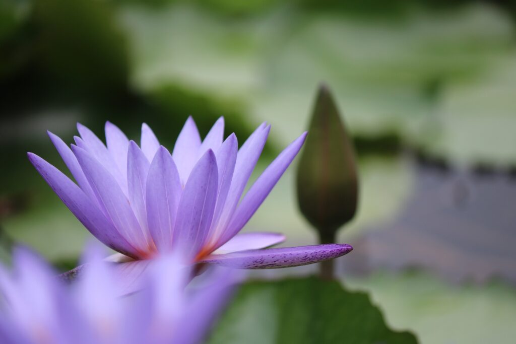 If you have a pond and are contemplating getting some fish to populate it, the question of whether or not should pond fish be fed everyday is likely to be on your mind