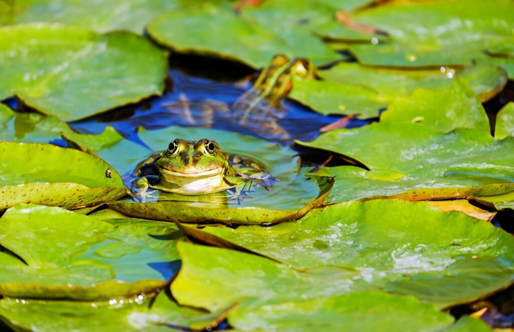 What Animals Will Take Fish Out Of Ponds