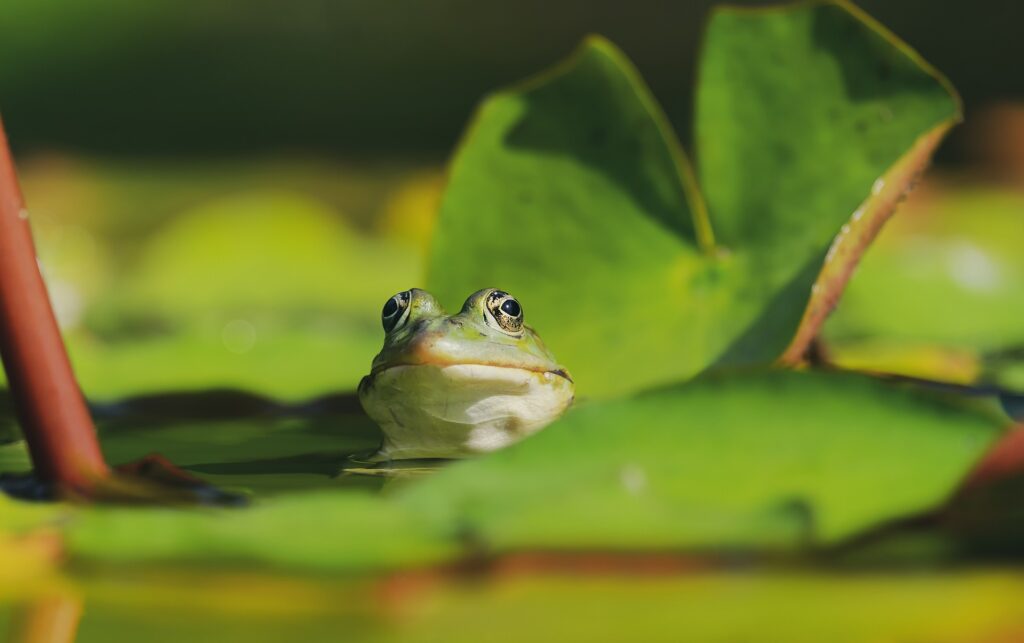 How Big Must A Pond Be For Fish