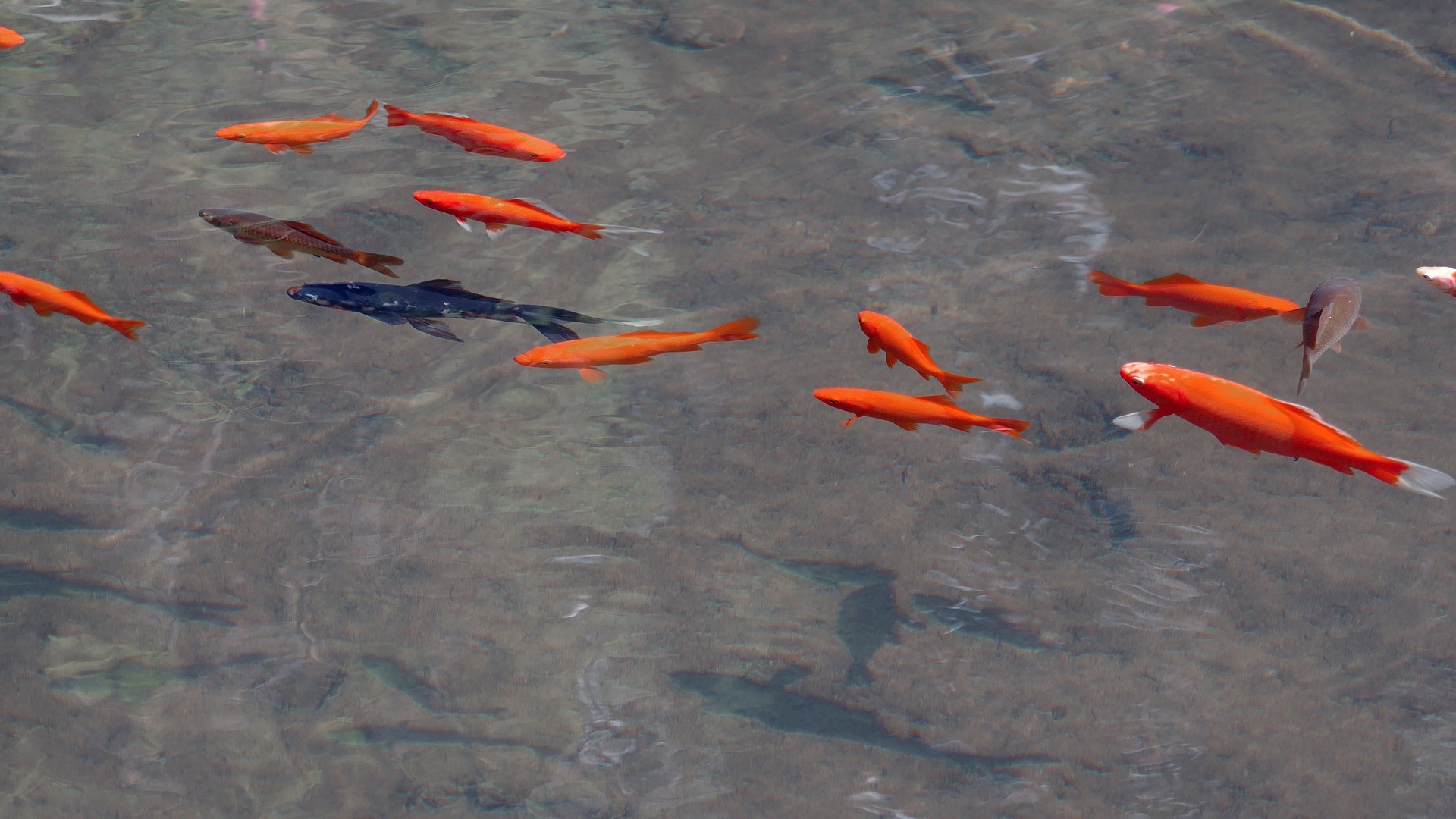 What Animals Will Take Fish Out Of Ponds