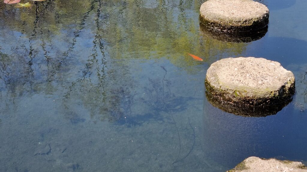 What Types Of Fish Are Good For A Low Oxygen Pond