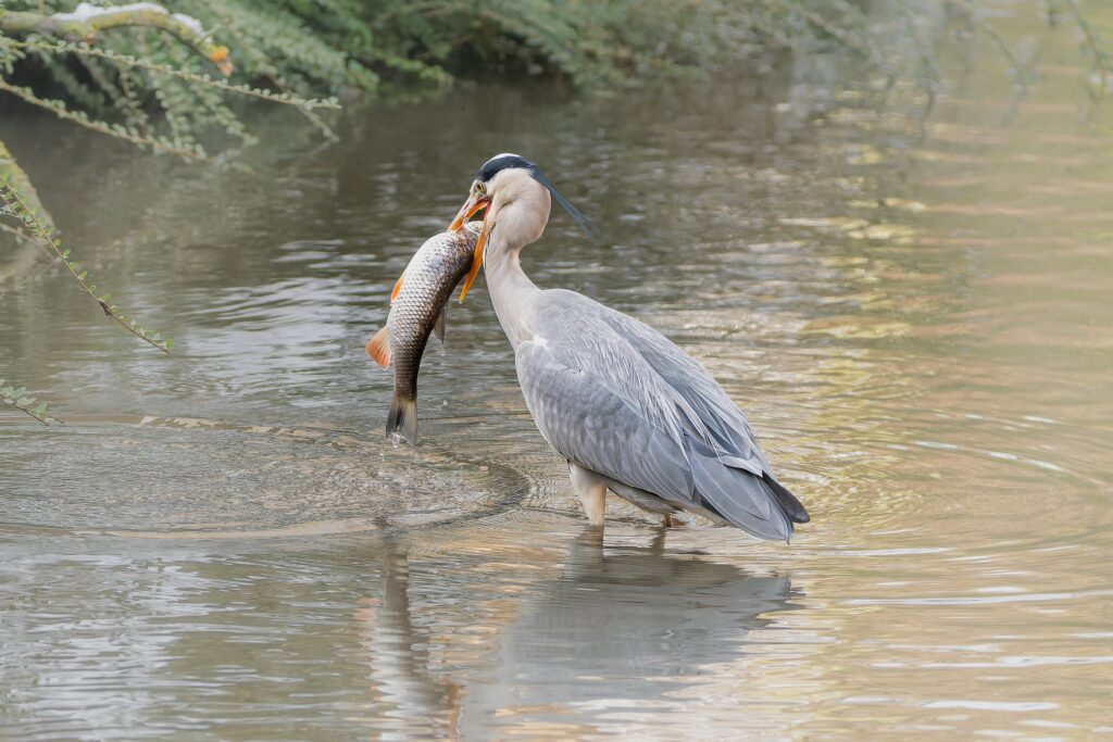 What Animals Will Take Fish Out Of Ponds