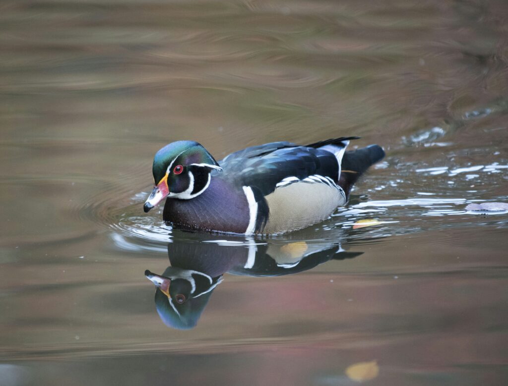 How Do You Prepare A Pond For Fish