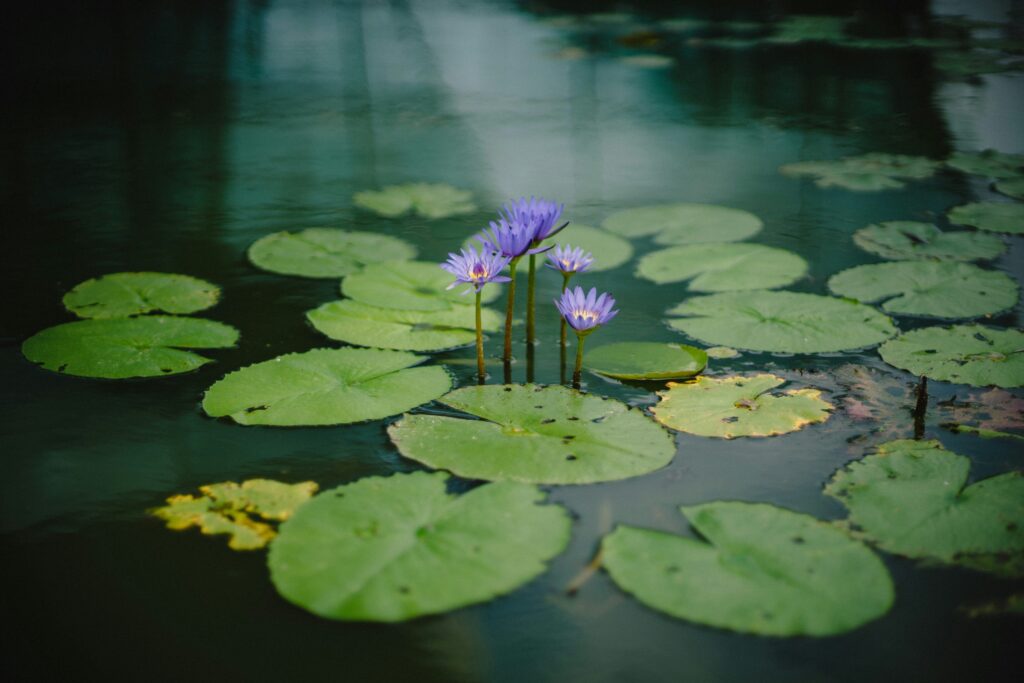 How To Set Up A Pond For Beginners