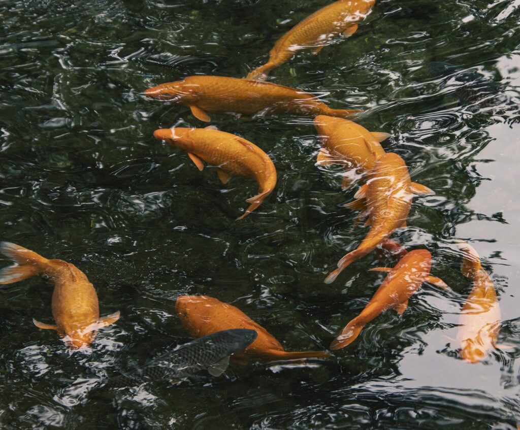 How Often Do You Feed Fish In A Pond