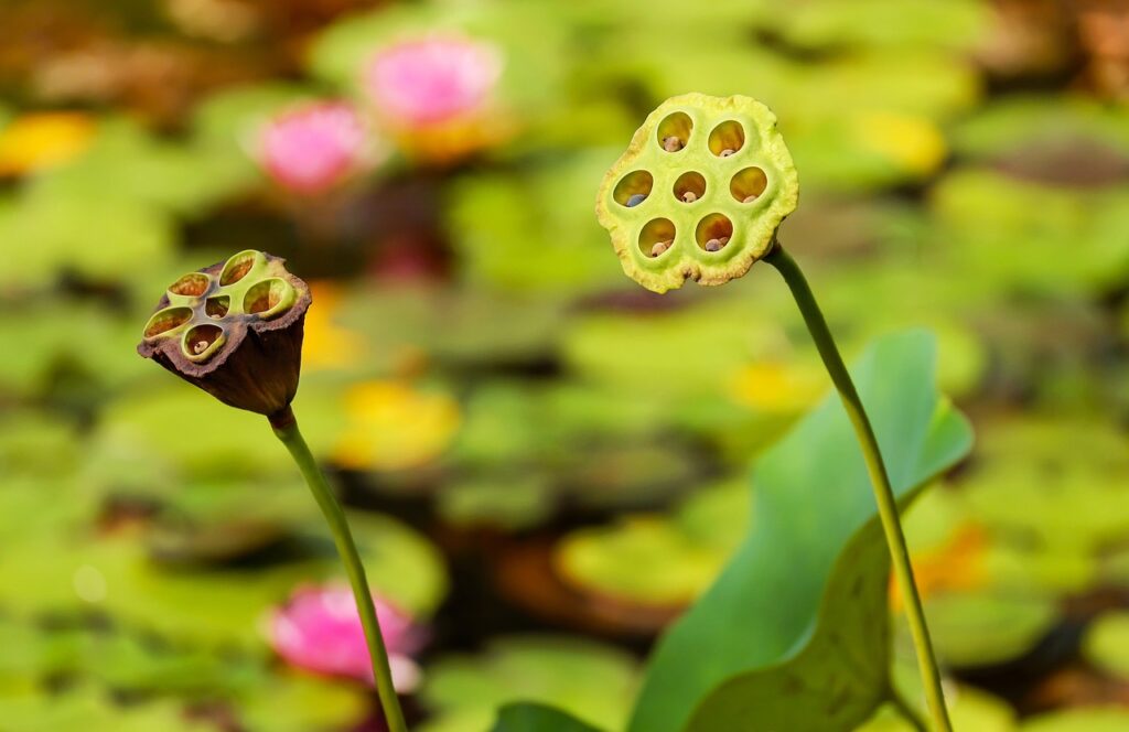 What Plants Oxygenate A Fish Pond Naturally