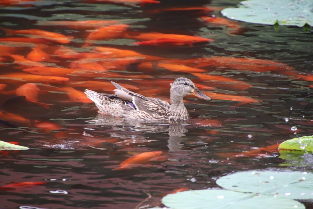 How Do You Prepare A Pond For Fish