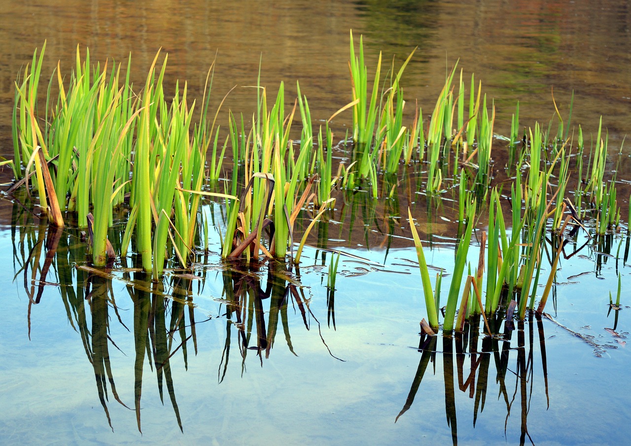 What Plants Oxygenate A Fish Pond Naturally