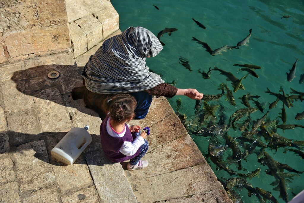 How Often Do You Feed Fish In A Pond