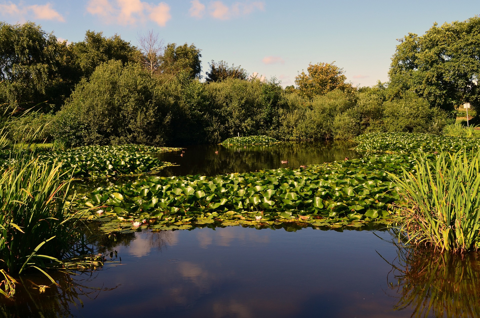 How Do You Prepare A Pond For Fish