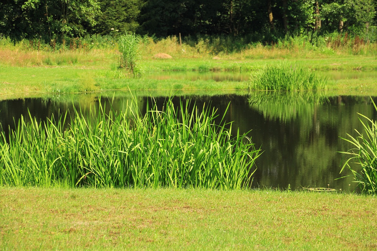 How Big Must A Pond Be For Fish