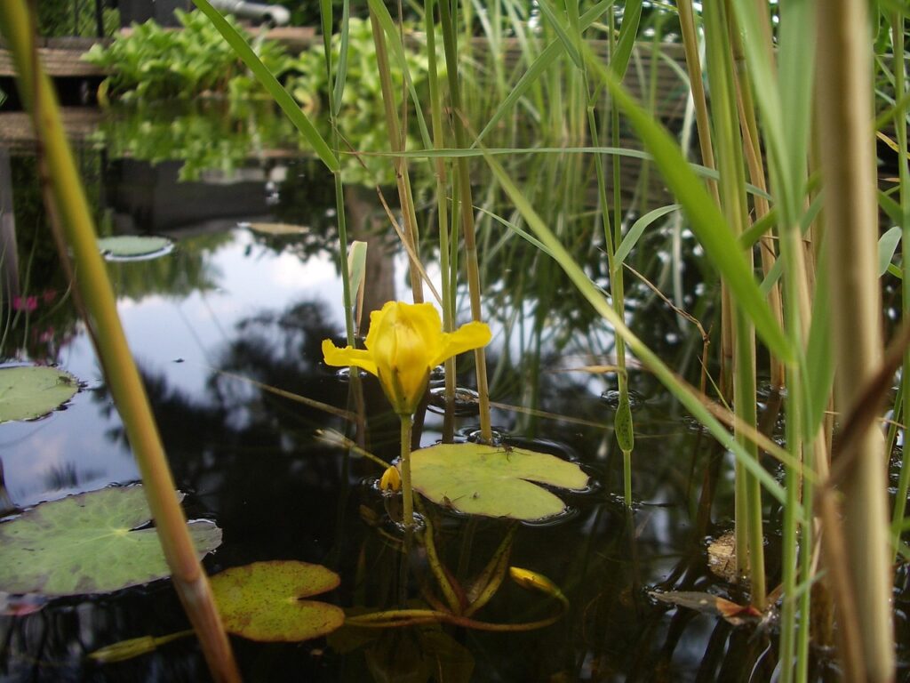 What Types Of Fish Are Good For A Low Oxygen Pond