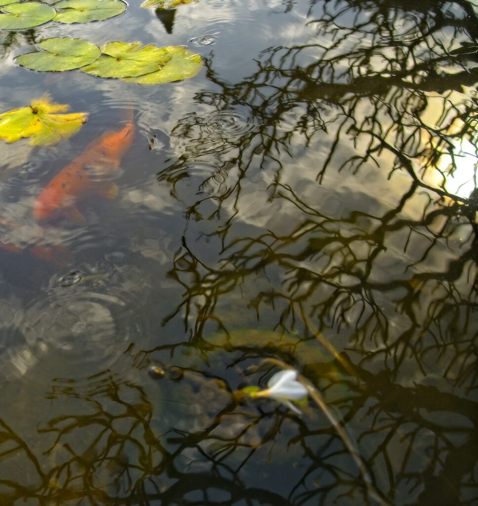 If you have a pond and are contemplating getting some fish to populate it, the question of whether or not should pond fish be fed everyday is likely to be on your mind