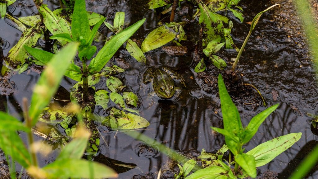 How Many Fish in a Small Pond is Too Many