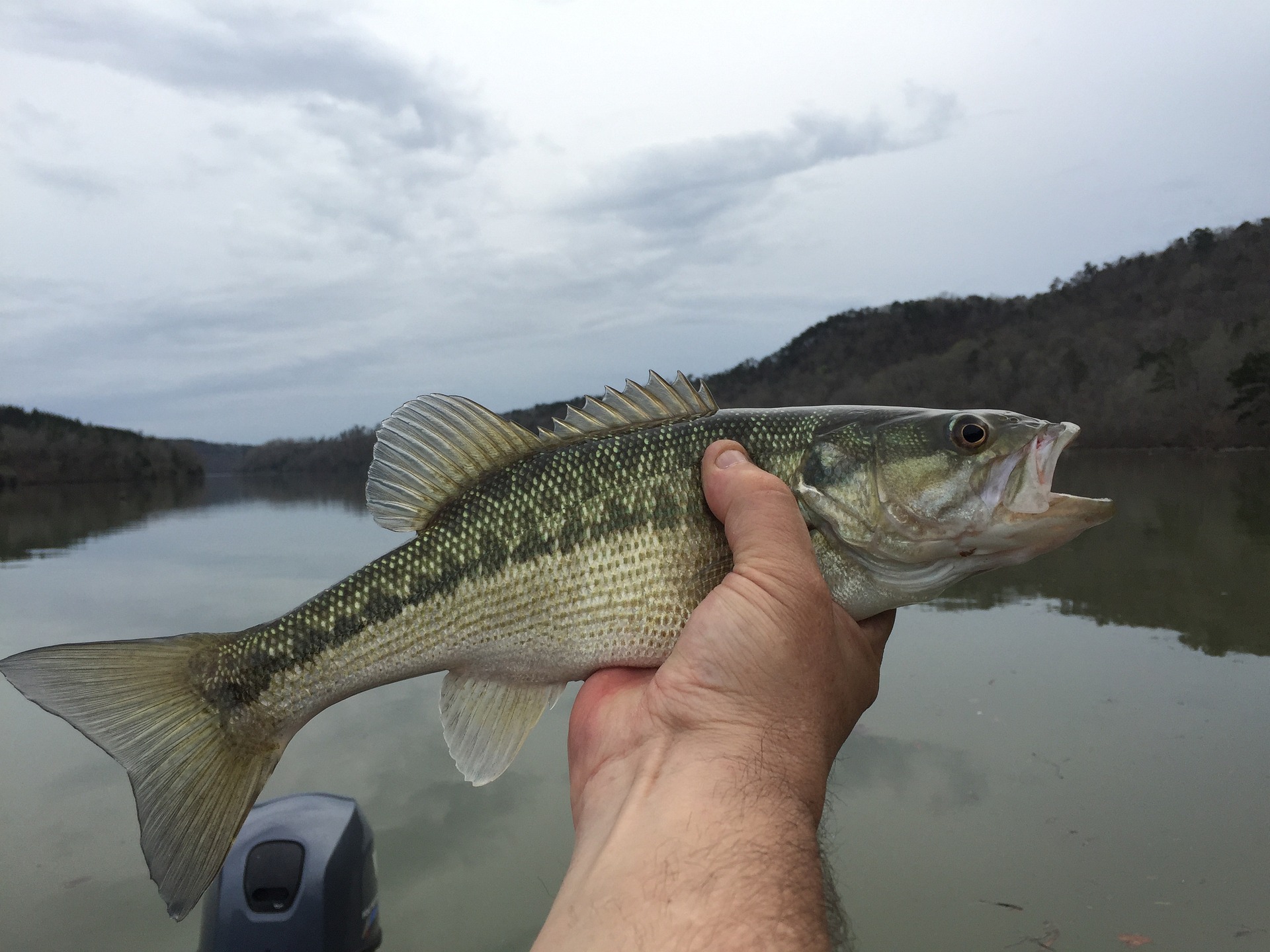 Can Bass Live In Small Ponds