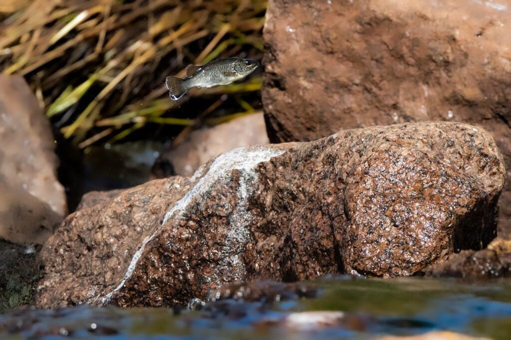 How To Keep Fish Pond Water Crystal Clear