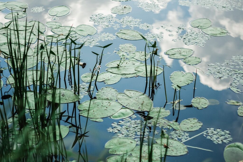 The Best Time to Clean Your Pond for a Healthy Ecosystem