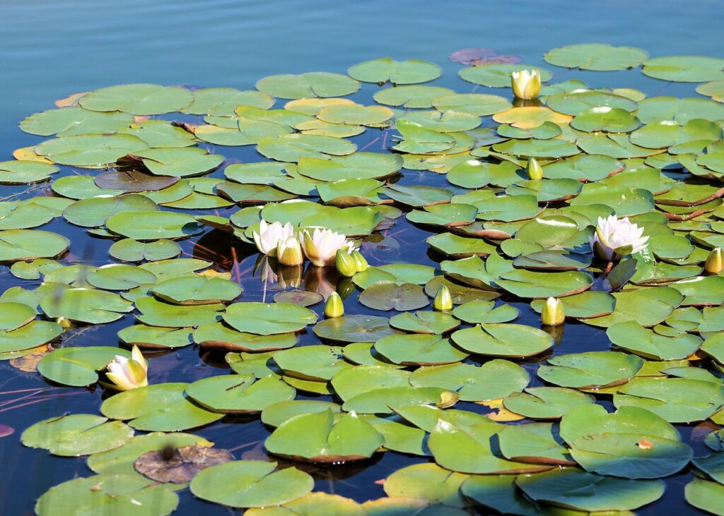 How Close Should A Pond Be To A House