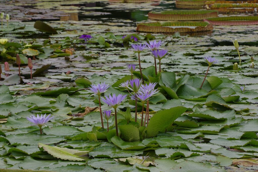 The Best Time to Clean Your Pond for a Healthy Ecosystem