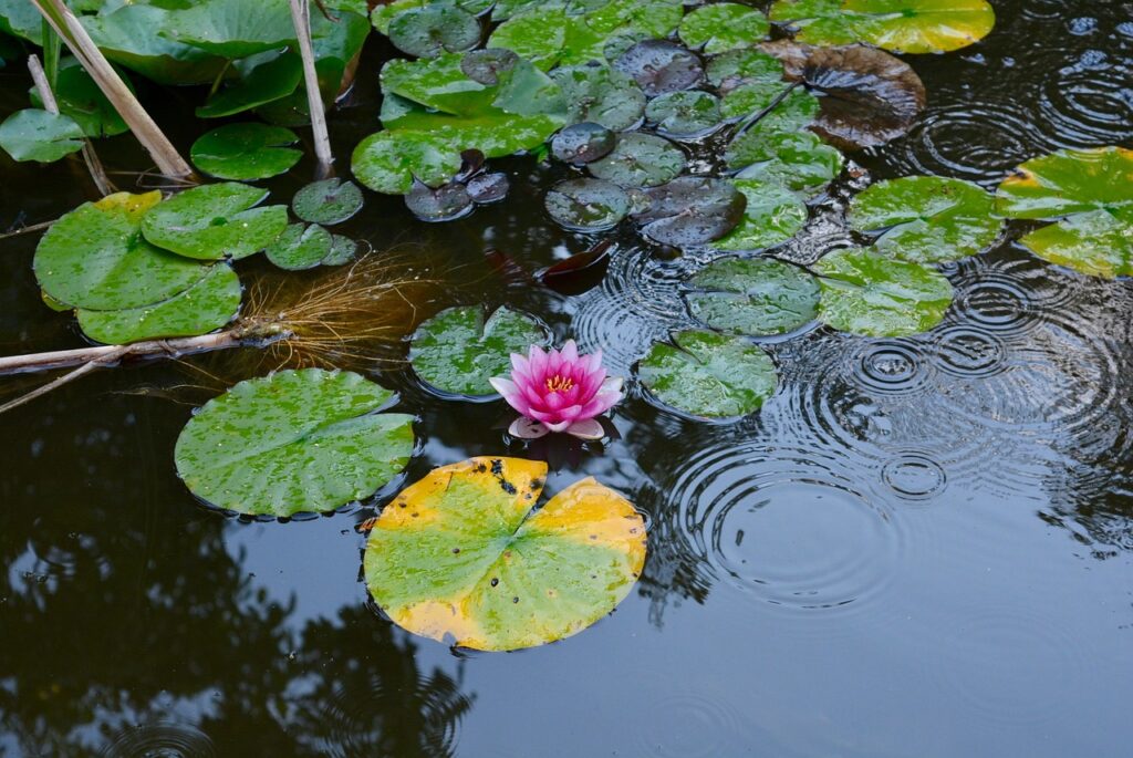 Why Fish Ponds Turn Green