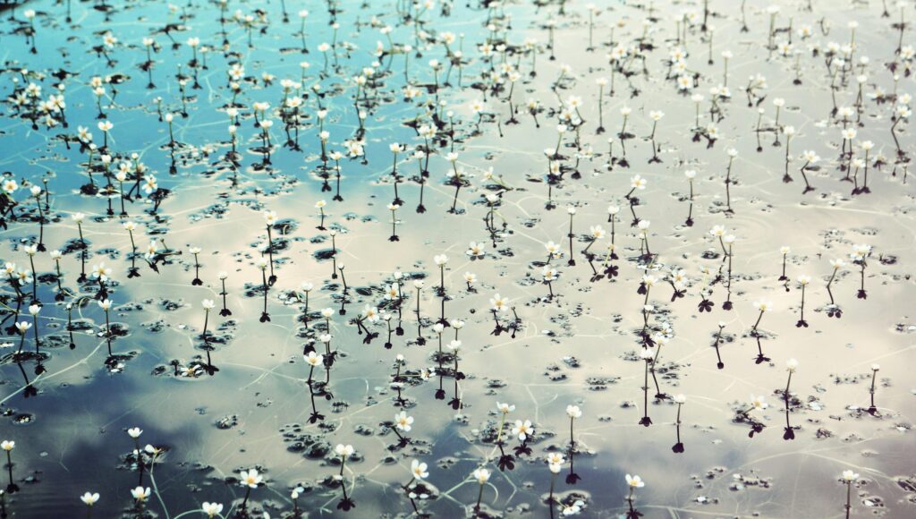 What Type Of Filters Are Best For A Fish Pond