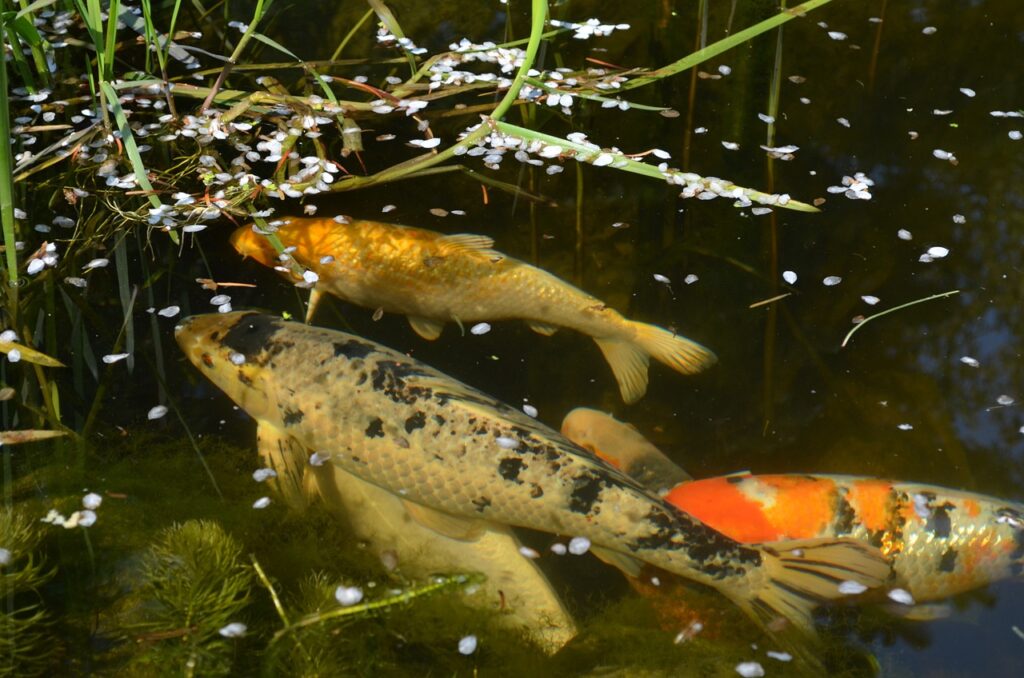 Why Roundworms Are Plaguing Your Pond Fish