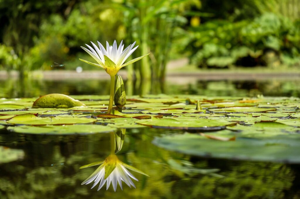 How To Fit A Pond Underlay